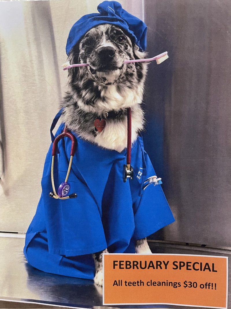February Dental Special Bravecto