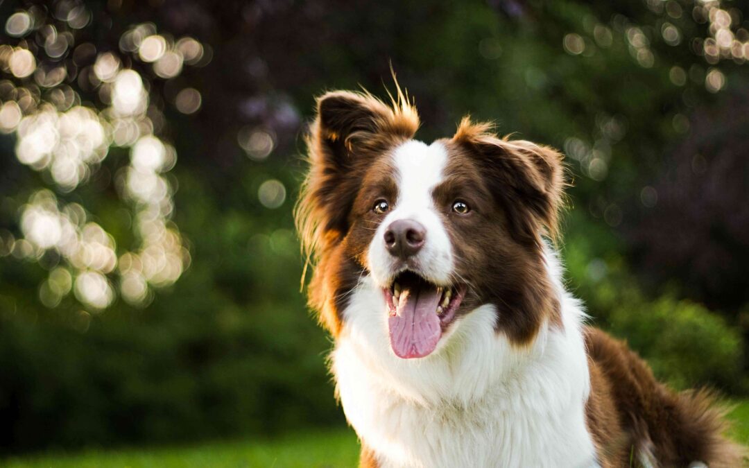 Protect your pet this spring. Learn how to prevent heartworms and Lyme disease early with simple April pet health tips.