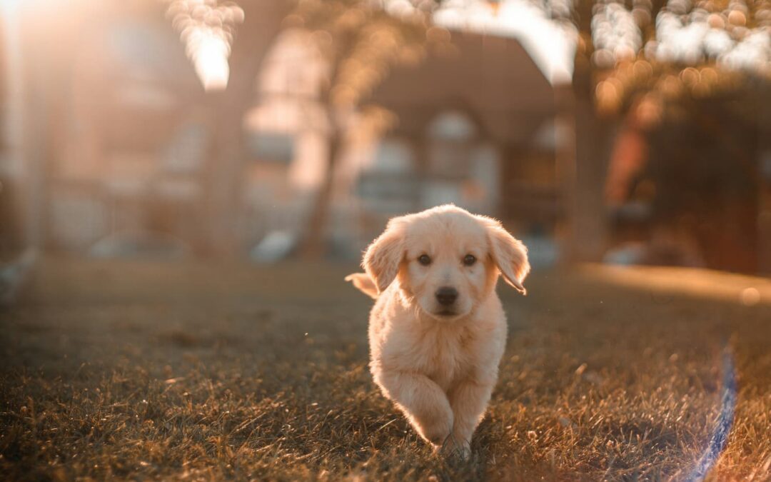 dog-days-of-summer